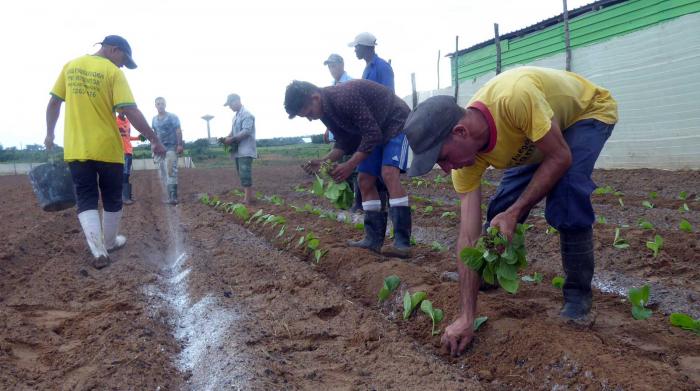 Image en avant pour “Campagne 2023-2024 à Cuba : l’objectif de doubler la récolte devrait être atteint”