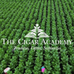 Image en avant pour “Birth of the Cigar Academy”