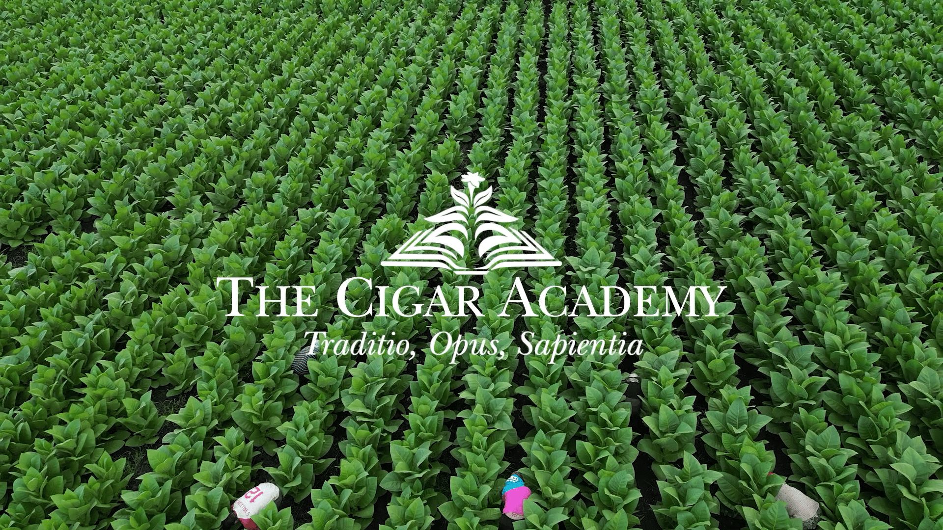 Image en avant pour “Birth of the Cigar Academy”