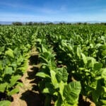 Image en avant pour “République dominicaine : 74 % du tabac est exporté vers les Etats-Unis”