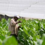 Image en avant pour “Cuba : récolte 2026 en hausse dans la Vuelta Abajo”