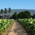 Image en avant pour “Drew Estate va ouvrir une manufacture en République dominicaine”