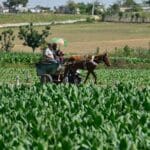 Image en avant pour “Cuba libéralise son agriculture : qu’est-ce que ça change pour le havane ?”