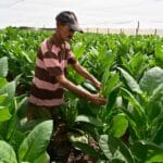 Image en avant pour “Cuba espère planter 14 000 ha dans la Vuelta Abajo la saison prochaine”